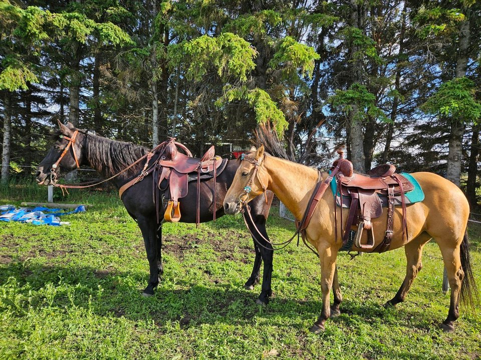 Melissa's horses saddled up outside