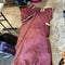 Rain Sheet 81" HorseWare Amigo Hero