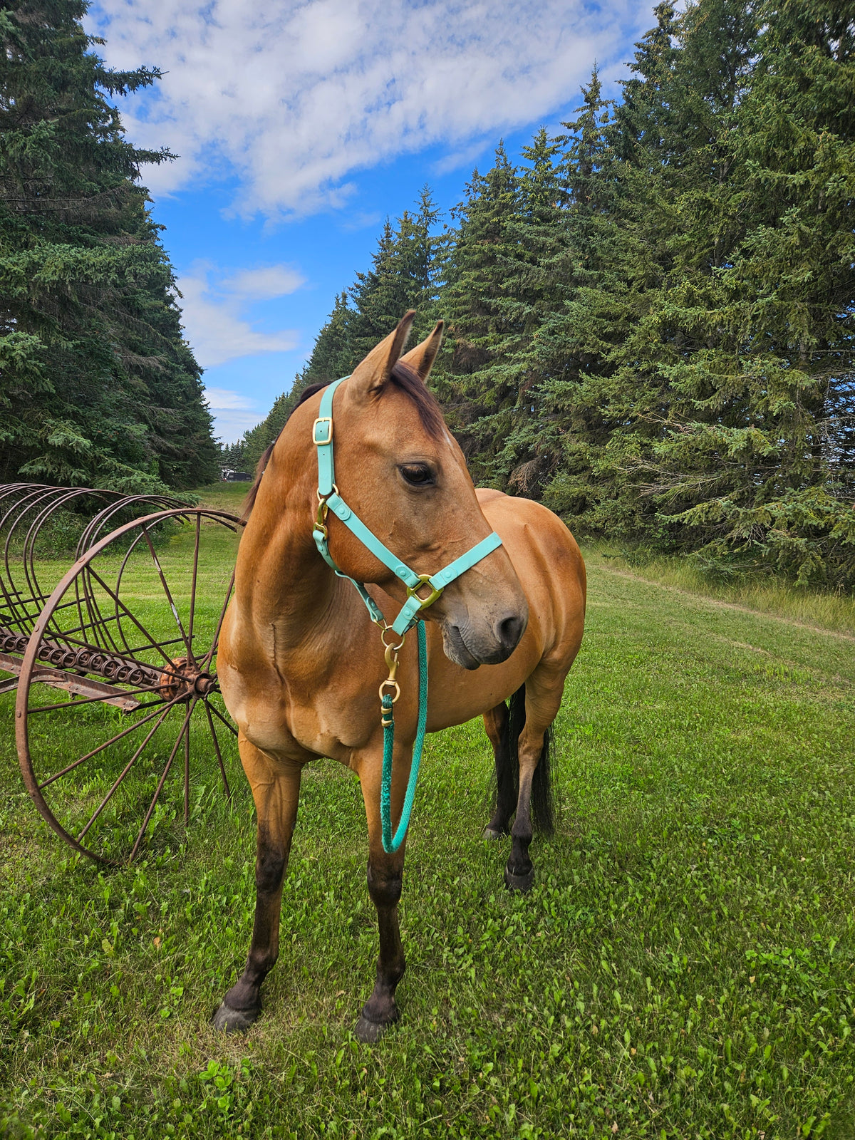 Used Horse Tack & Consignment | Leduc AB – Untamed Horse Tack