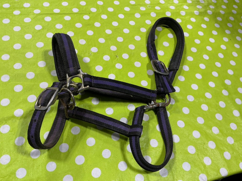 Halter Nylon Purple/Black Horse Size