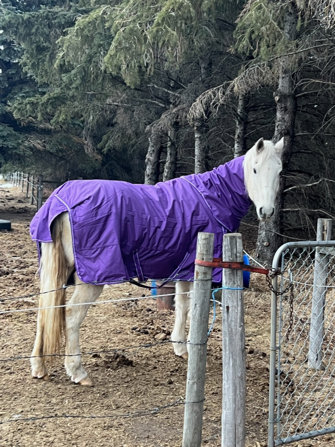 Winter Blanket – USED1680D 360g, Purple, 75" Detachable Neck