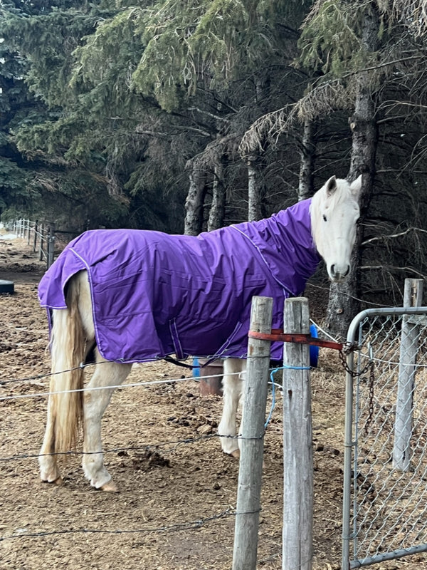 Winter Blanket – TuffRider 1680D 360g, Purple, Detachable Neck, 75" | Used, Very Good