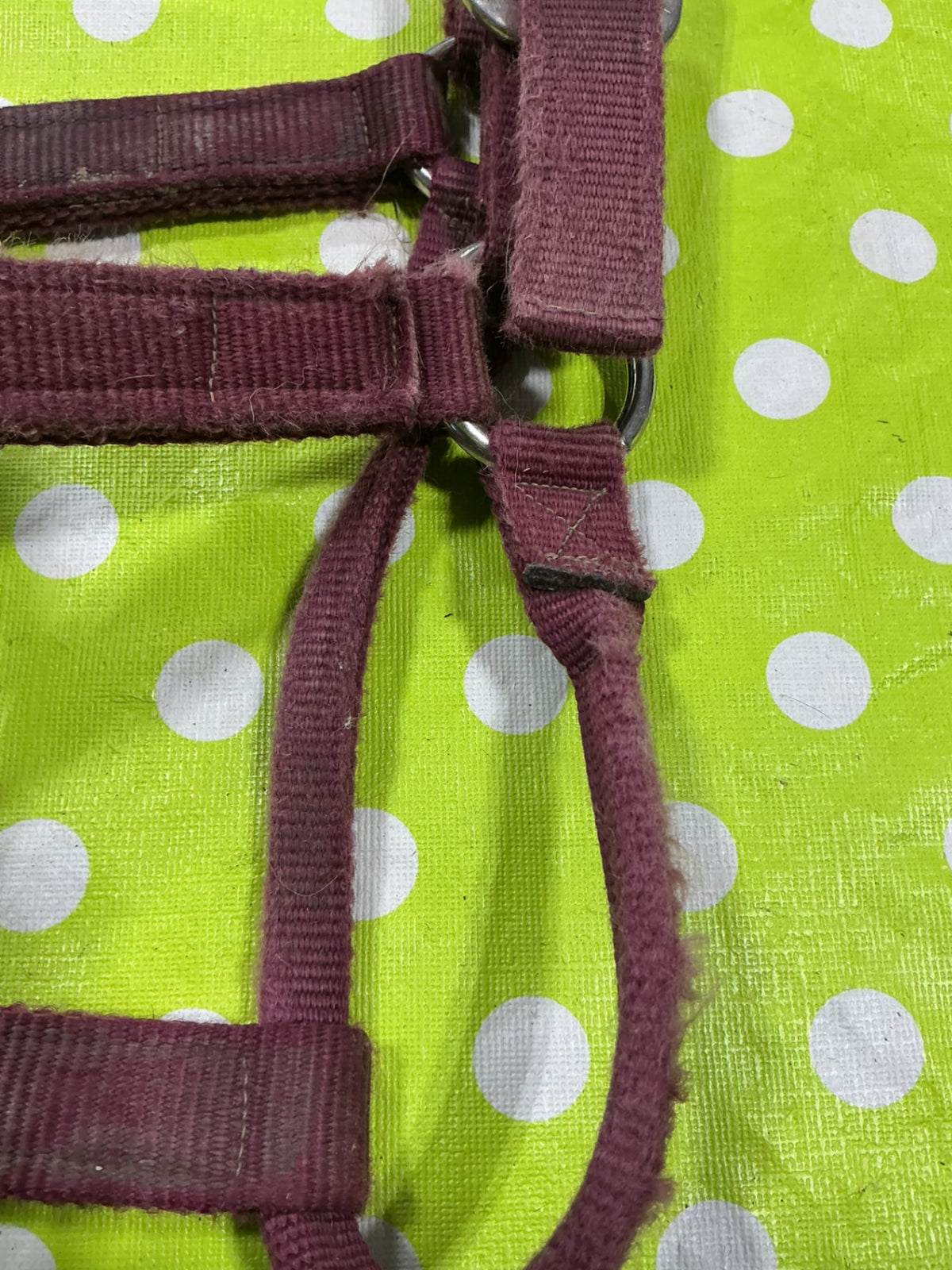 Halter Nylon Red Yearling Size