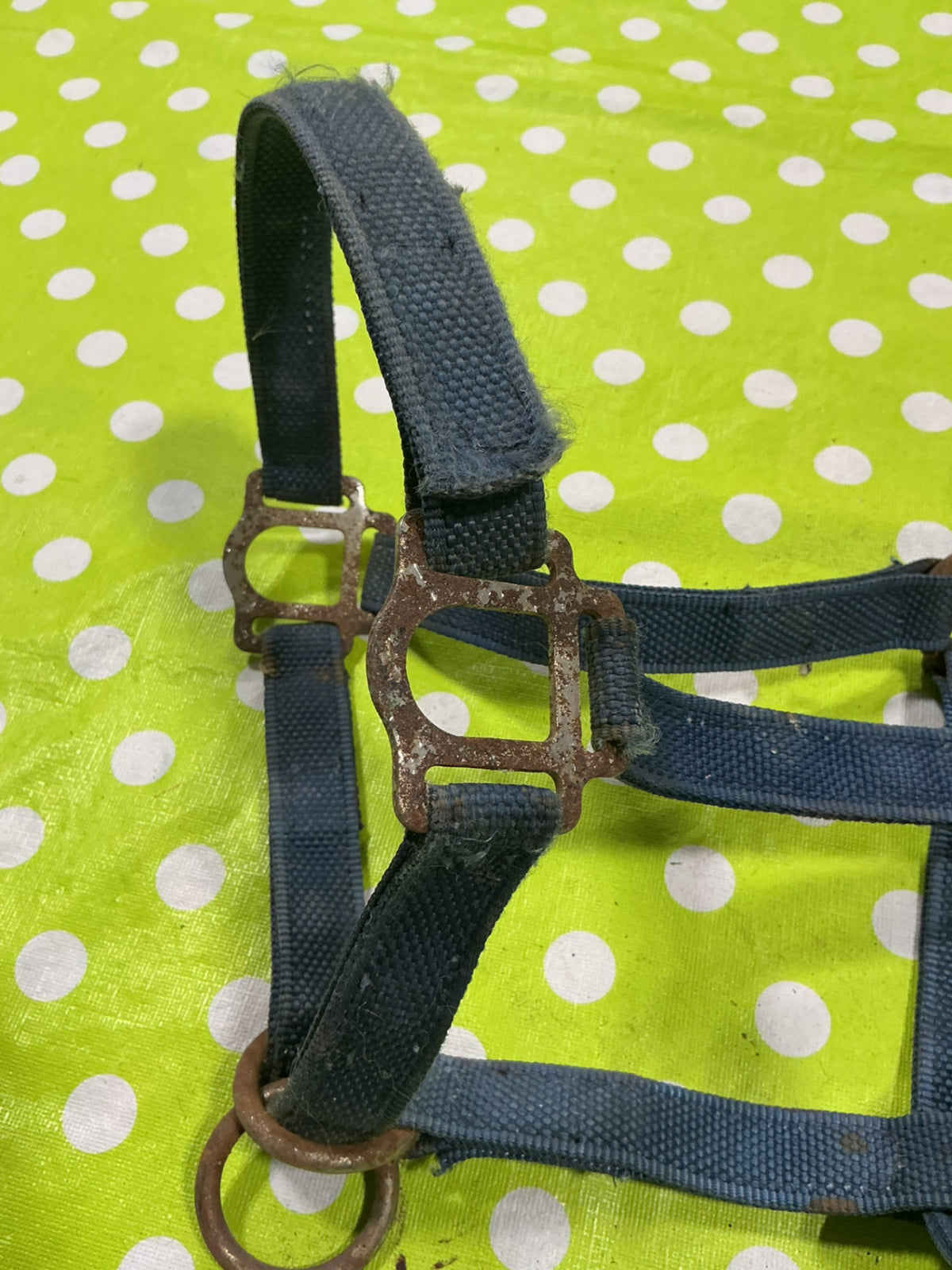 Halter Nylon Blue Horse Size