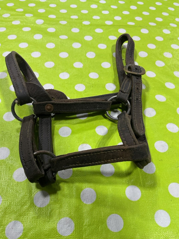 Halter – Leather, Yearling (B) | Used, Good