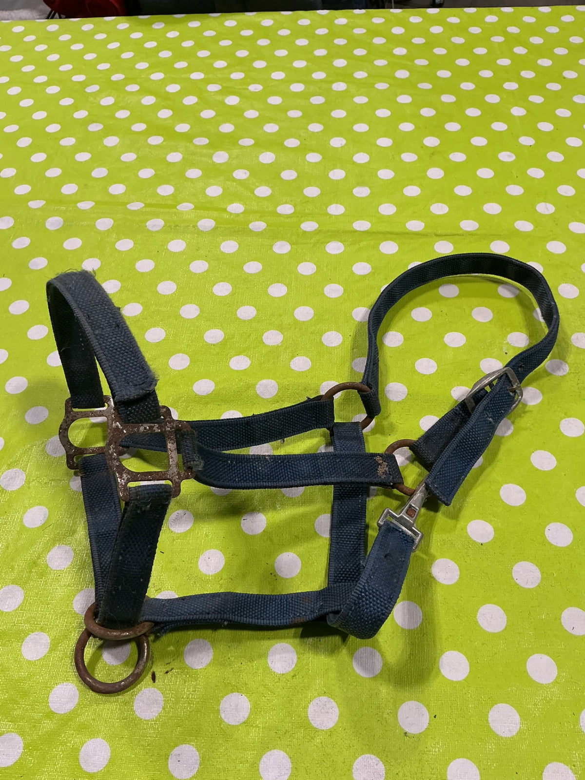Halter Nylon Blue Horse Size
