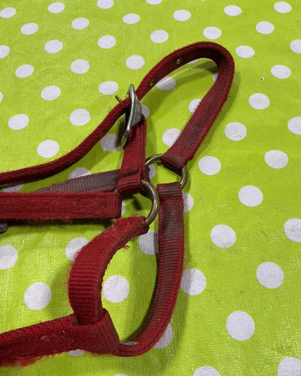 Halter Nylon Red Foal Size
