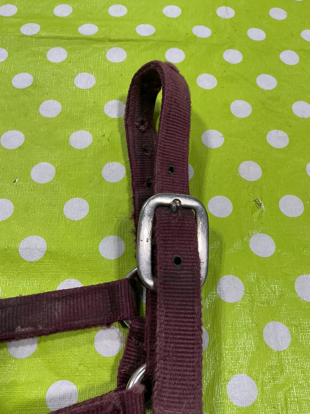 Halter Nylon Red Yearling Size