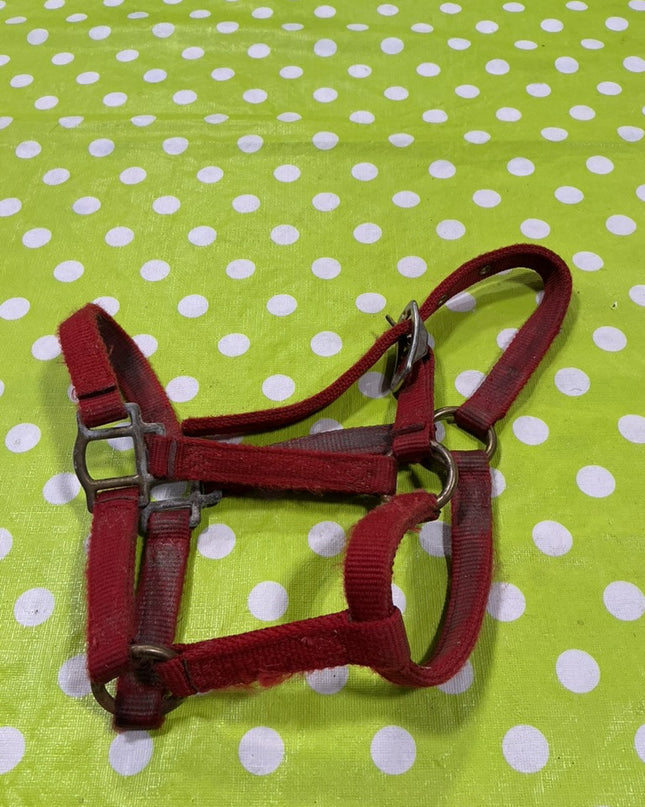 Halter Nylon Red Foal Size