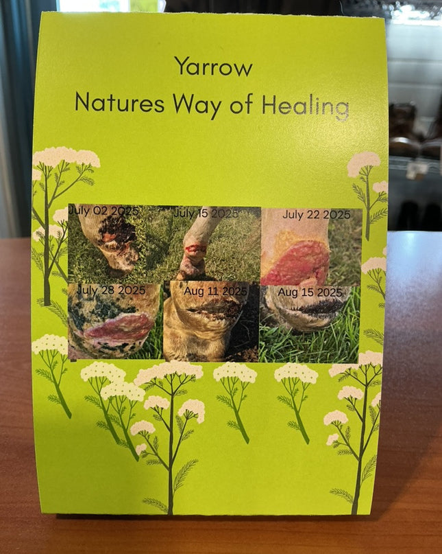 Yarrow Salve Natures Way of Healing