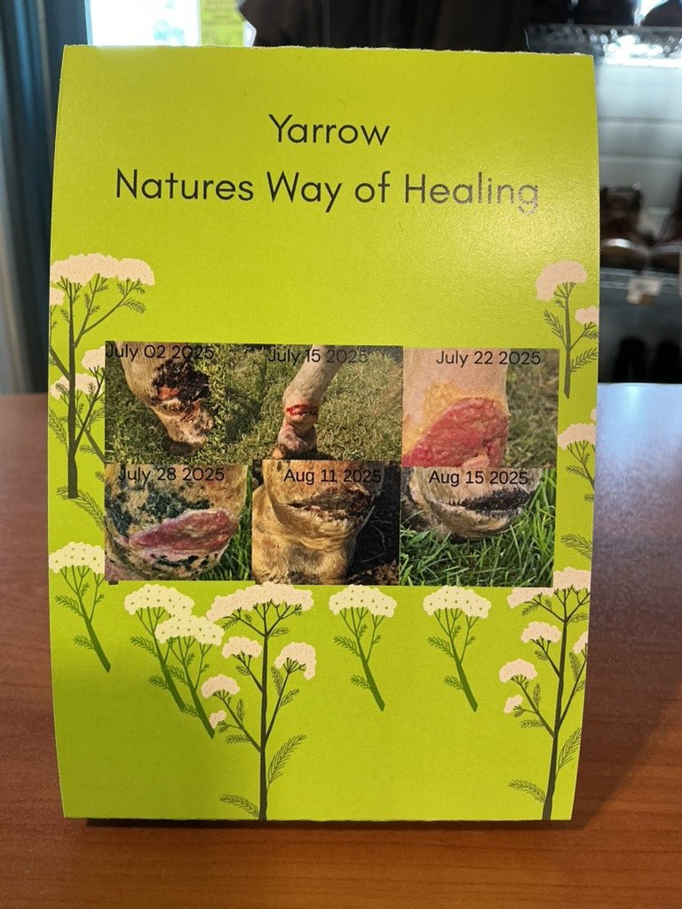 Yarrow Salve Natures Way of Healing
