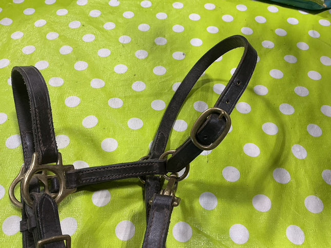 Halter Brown Leather Weanling
