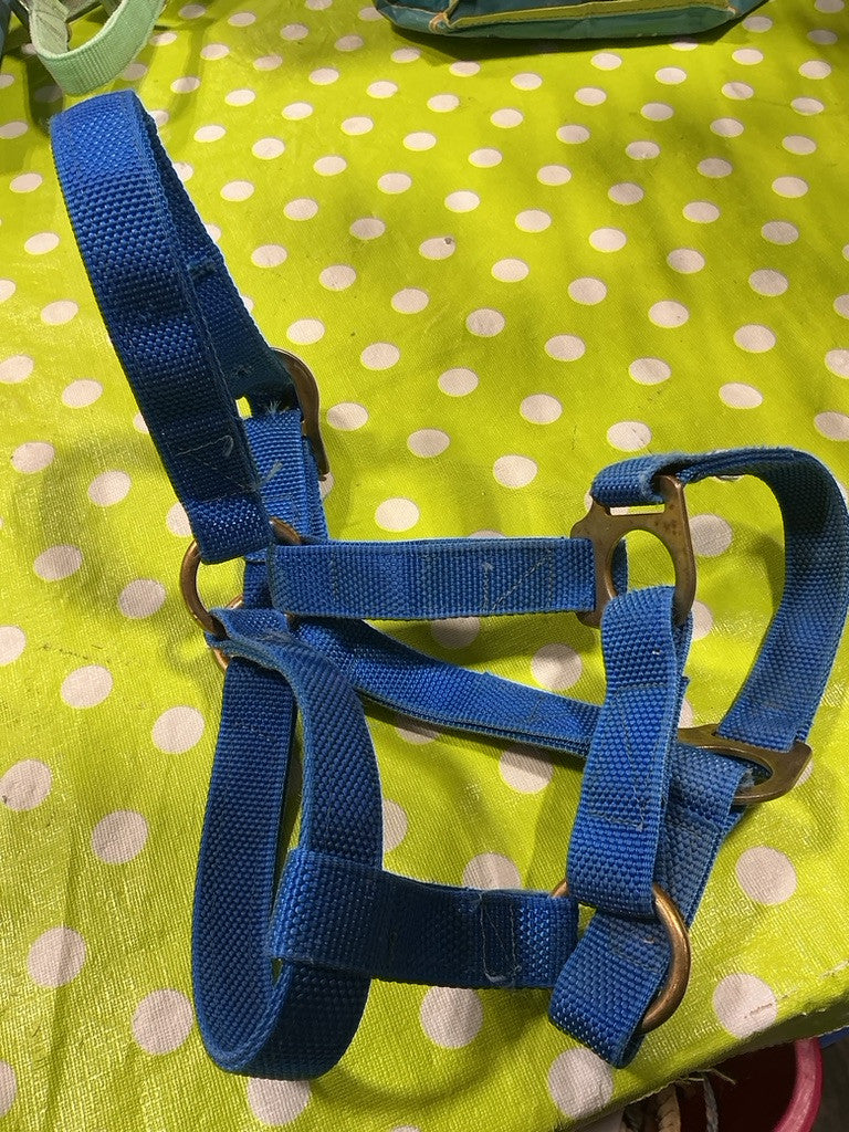 Halter Blue Nylon Yearling Size