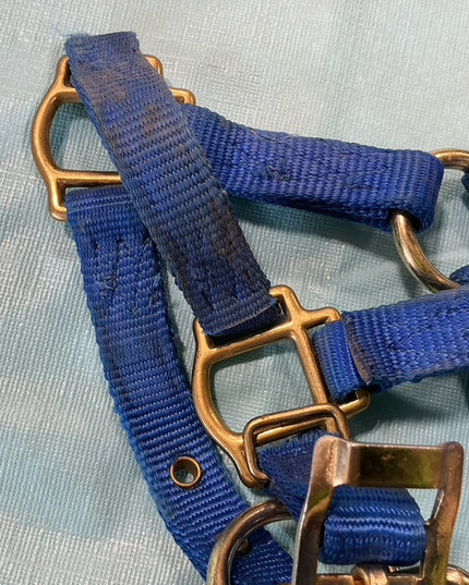 Nylon Halter Foal/Mini Blue 