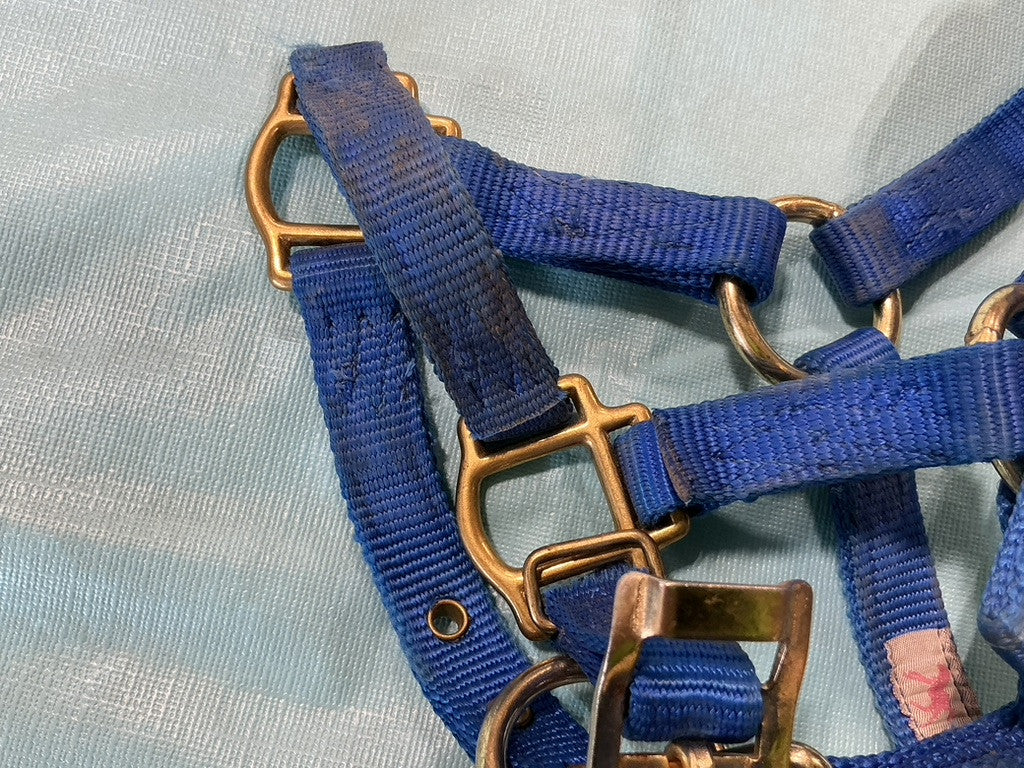 Halter Nylon Foal/Mini Blue