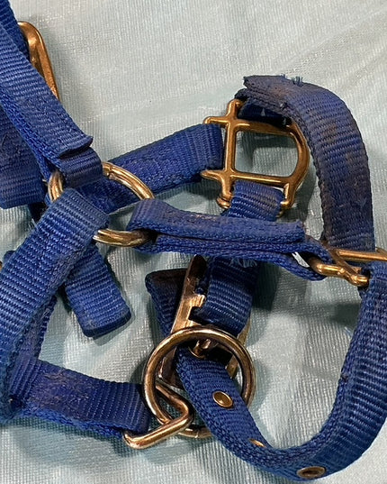Nylon Halter Foal/Mini Blue 