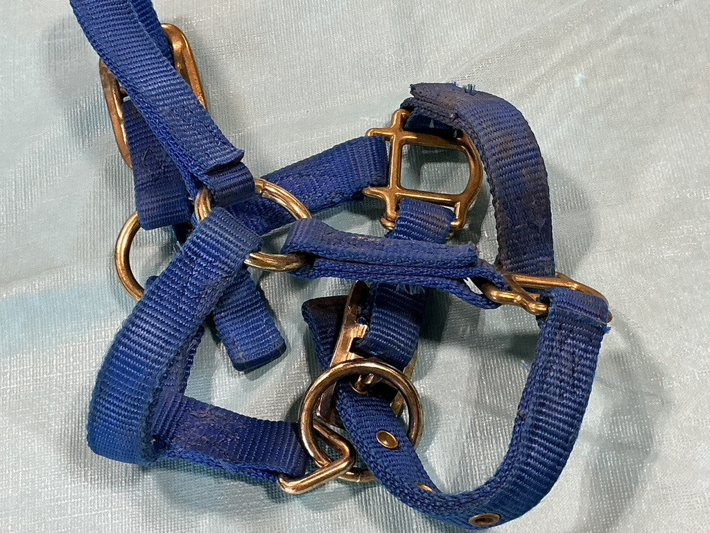 Halter Nylon Foal/Mini Blue