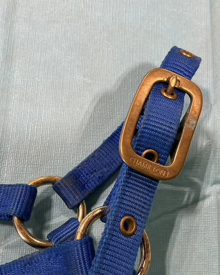 Nylon Halter Foal/Mini Blue 
