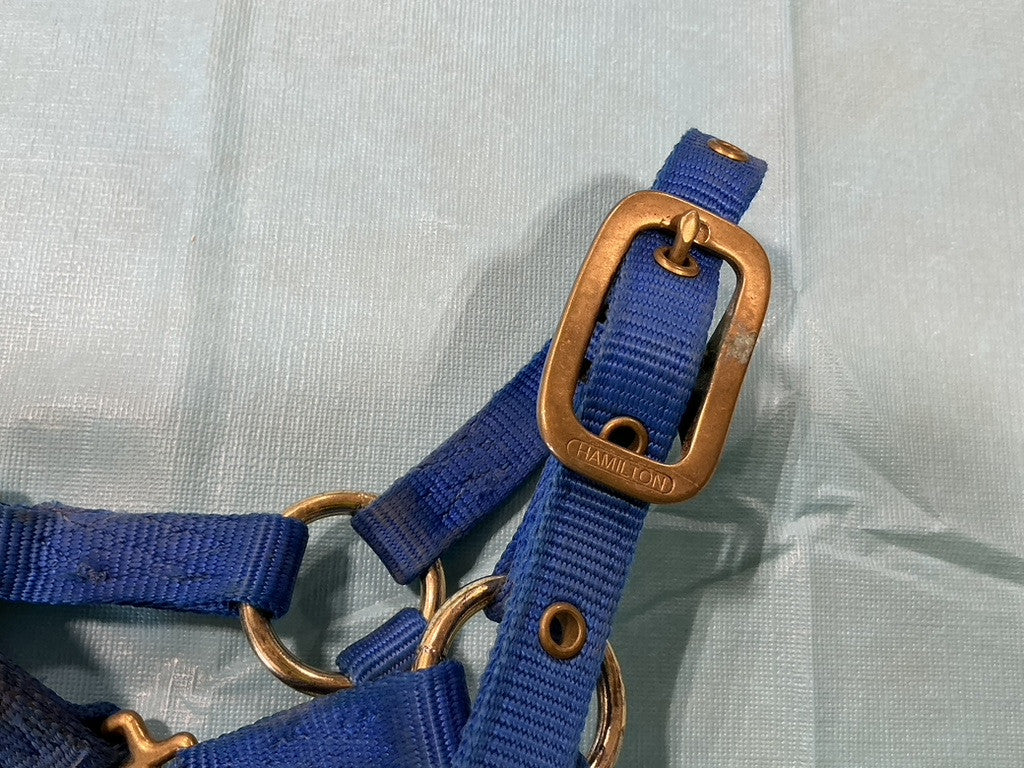 Halter Nylon Foal/Mini Blue