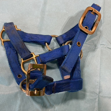 Nylon Halter Foal/Mini Blue 
