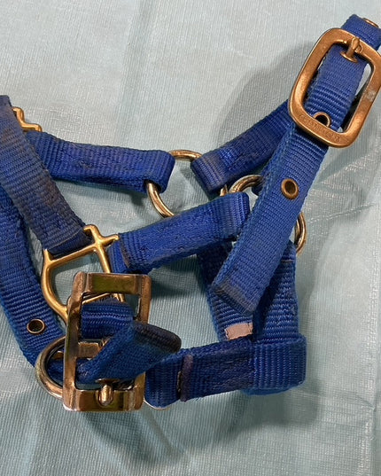 Nylon Halter Foal/Mini Blue 