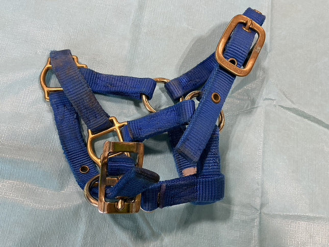 Nylon Halter Foal/Mini Blue 