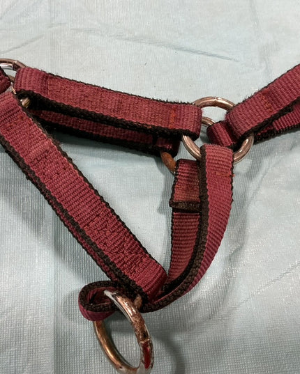 Halter Nylon Burgundy Foal