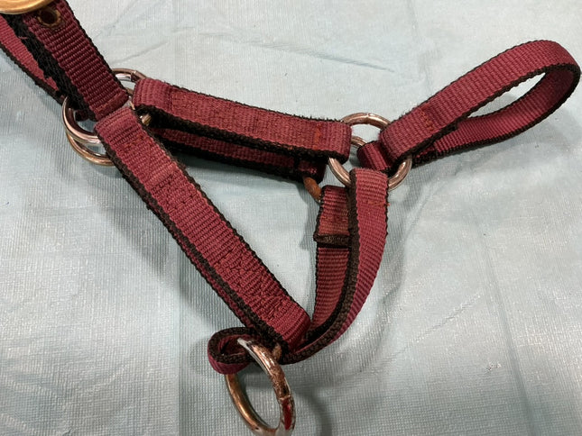Halter Nylon Burgundy Foal