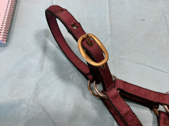 Halter Nylon Burgundy Foal