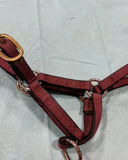 Halter Nylon Burgundy Foal