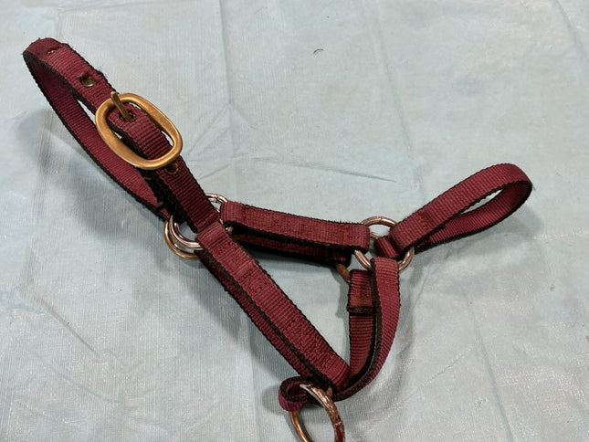 Halter Nylon Burgundy Foal