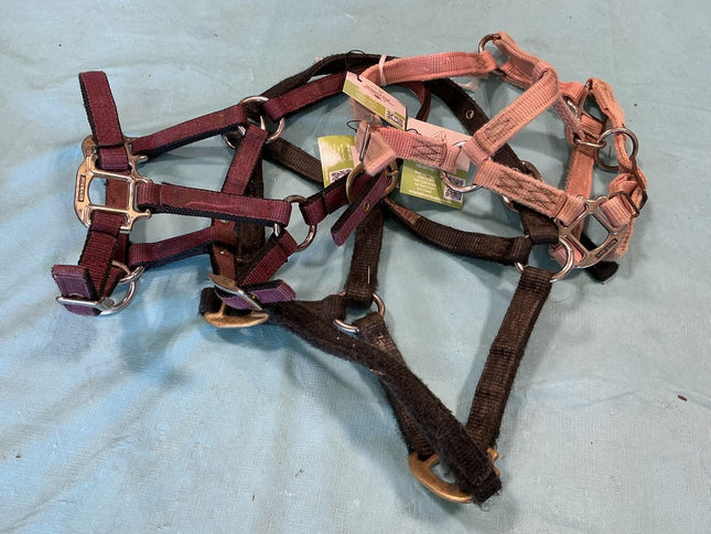 Halters Nylon Set of 3 Foal 