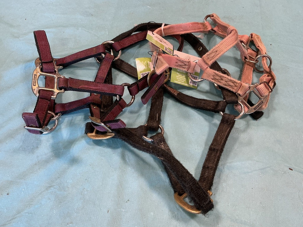 Halters Nylon Set of 3 Foal 
