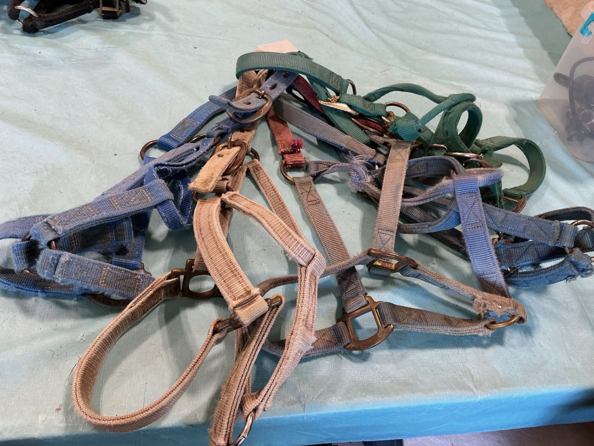 Halter Nylon Variety Bundle #5
