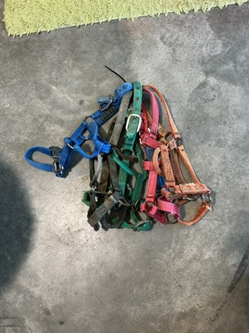 Halter Nylon Variety Bundle #1