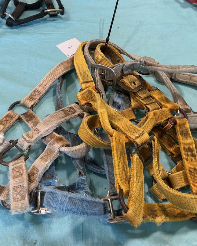 Halter Nylon Variety Bundle #2