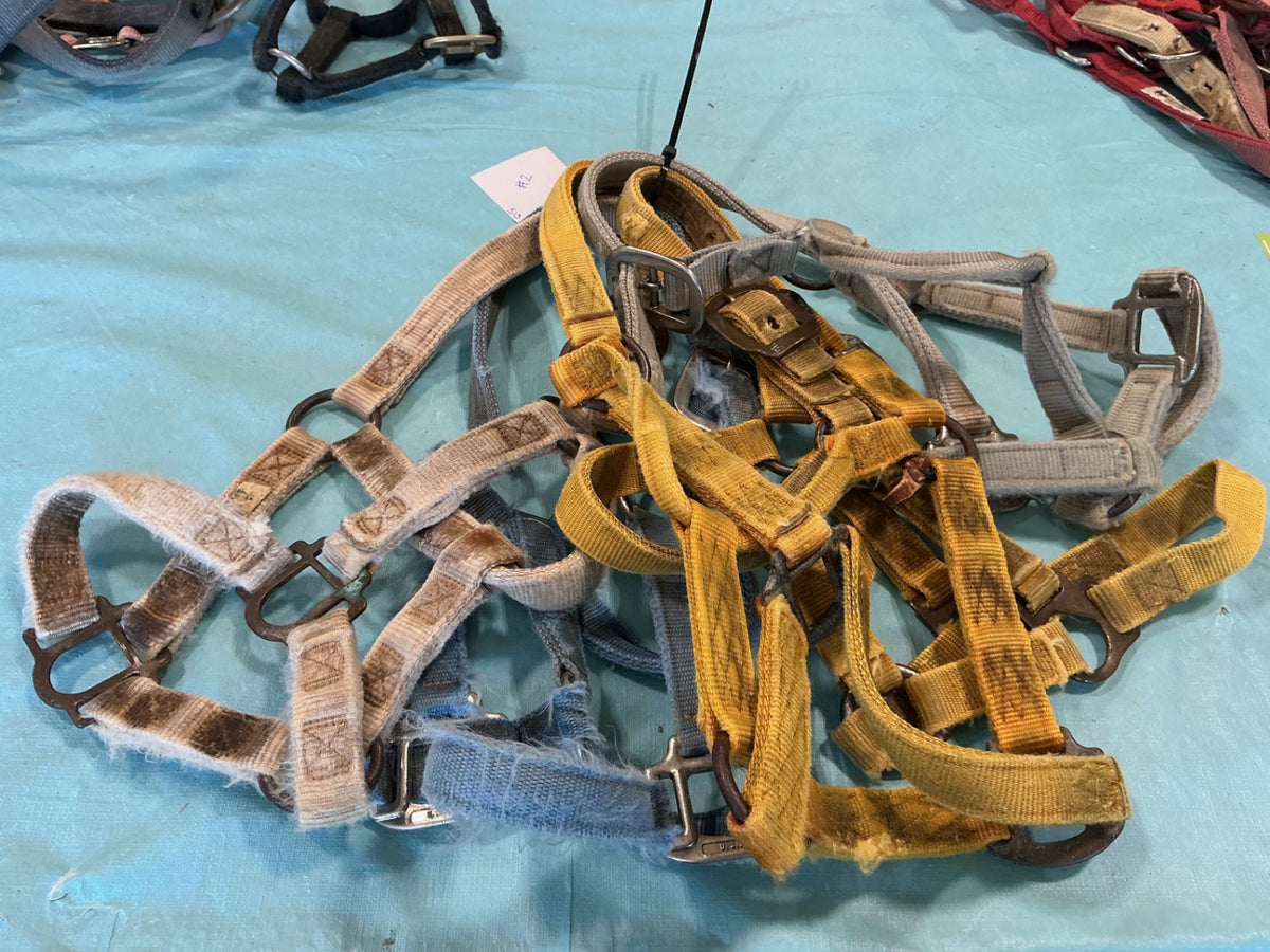 Halter Nylon Variety Bundle #2