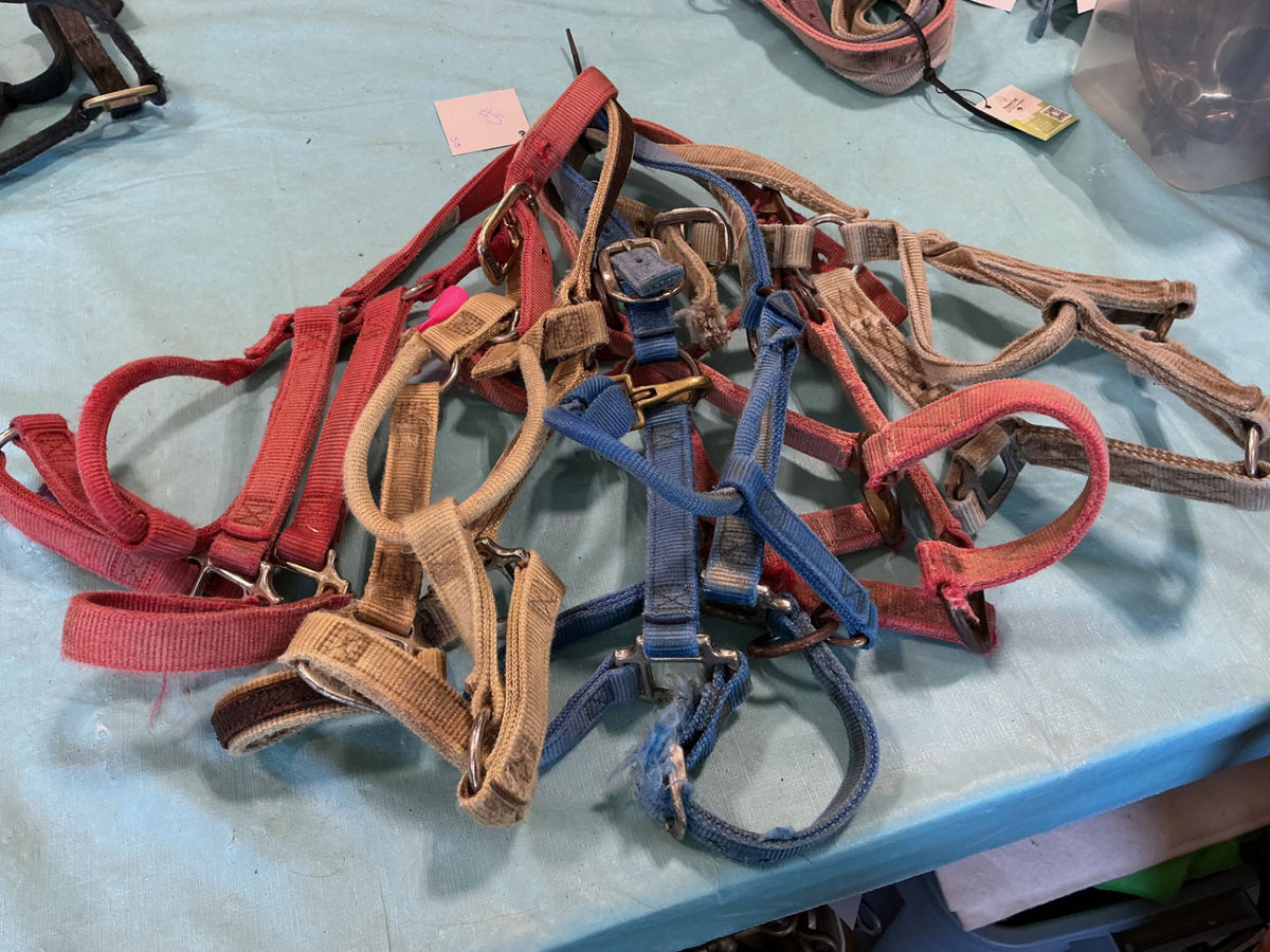 Halter Nylon Variety Bundle #3