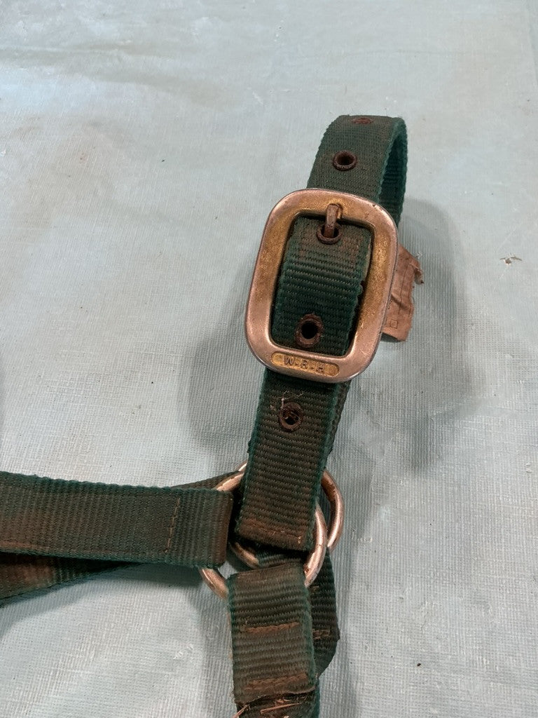 halter nylon green Yearling/Pony