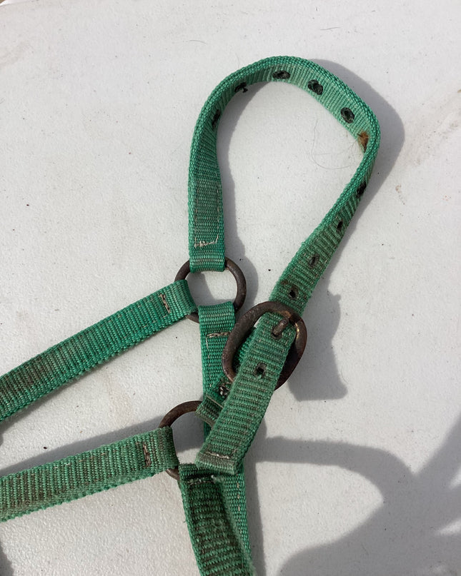 halter nylon green yealing pony 