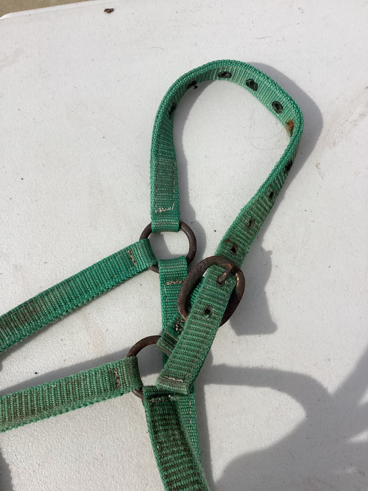 halter nylon green yealing pony 