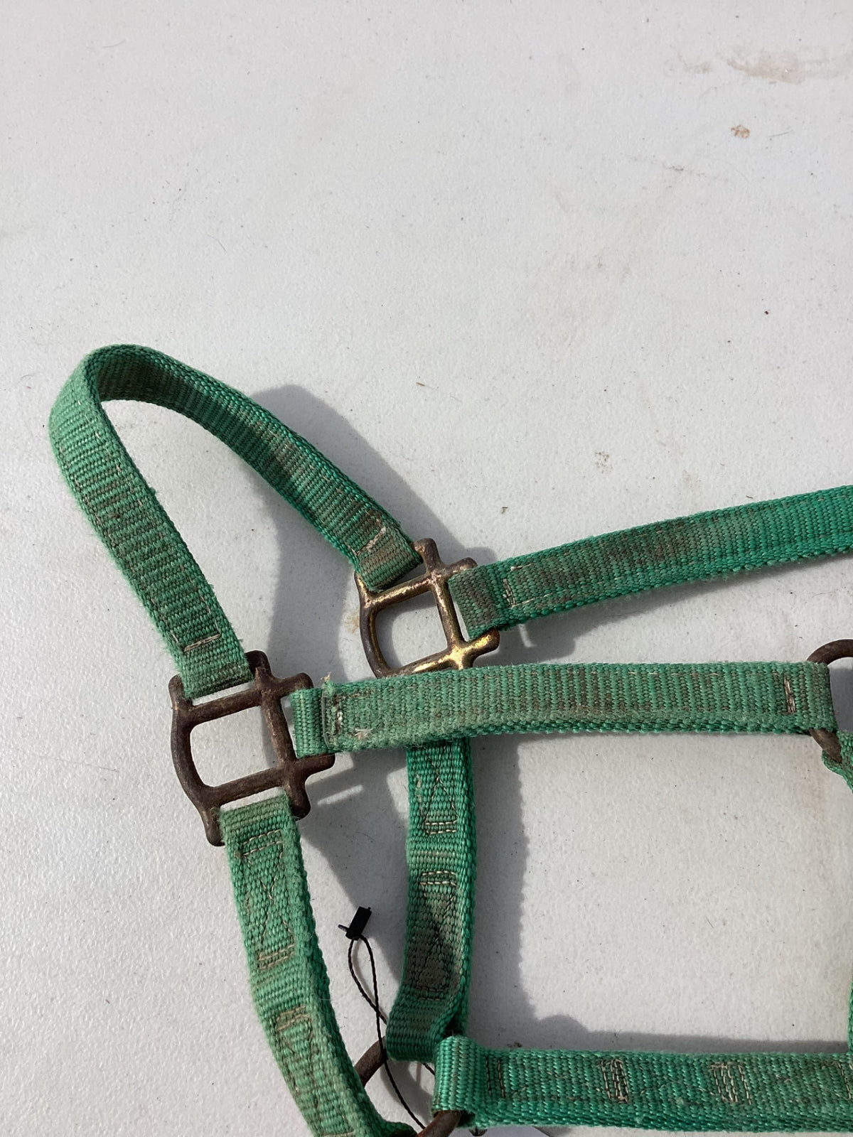 halter nylon green yealing pony 
