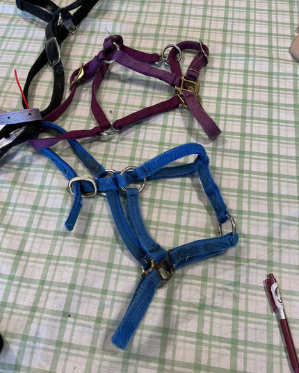 halter nylon five pairs yearling size 
