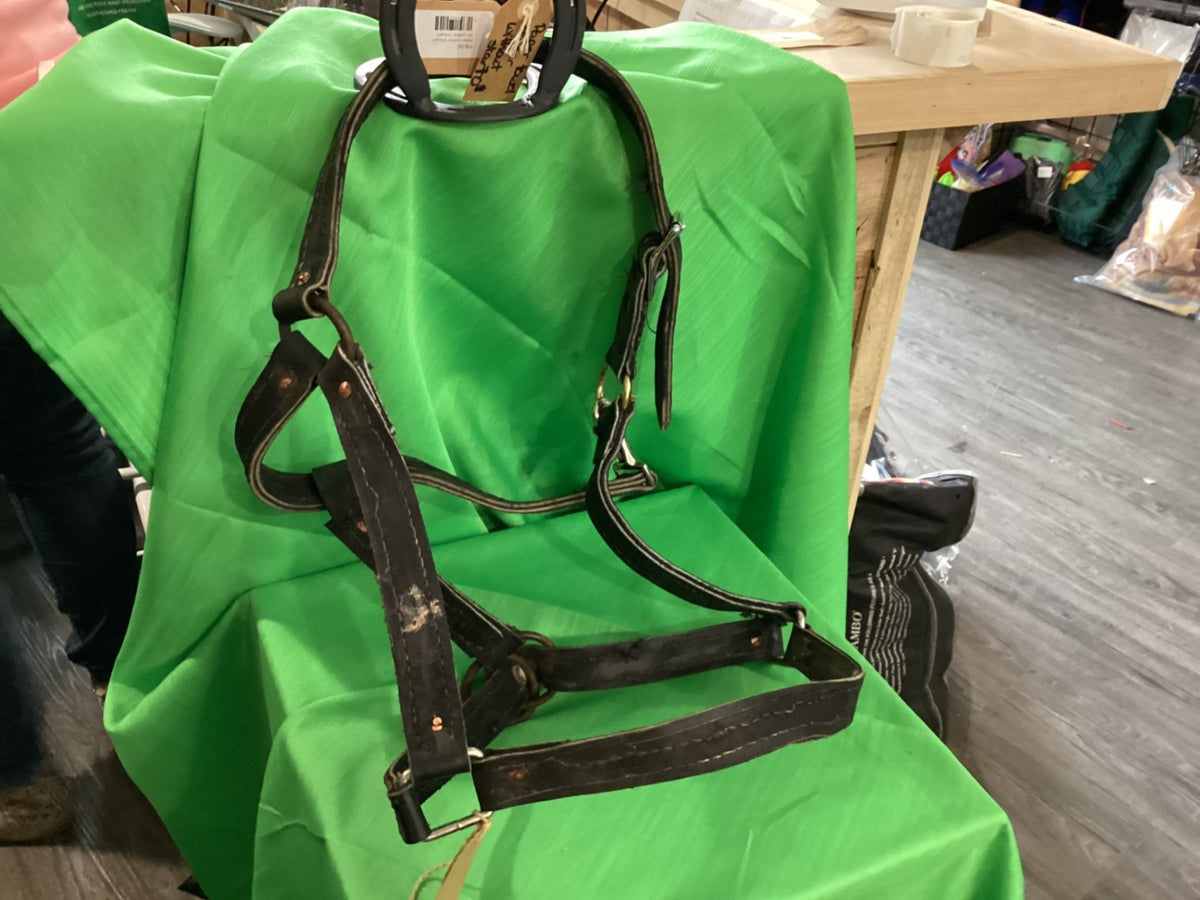 Halter – Leather, Draft | Used