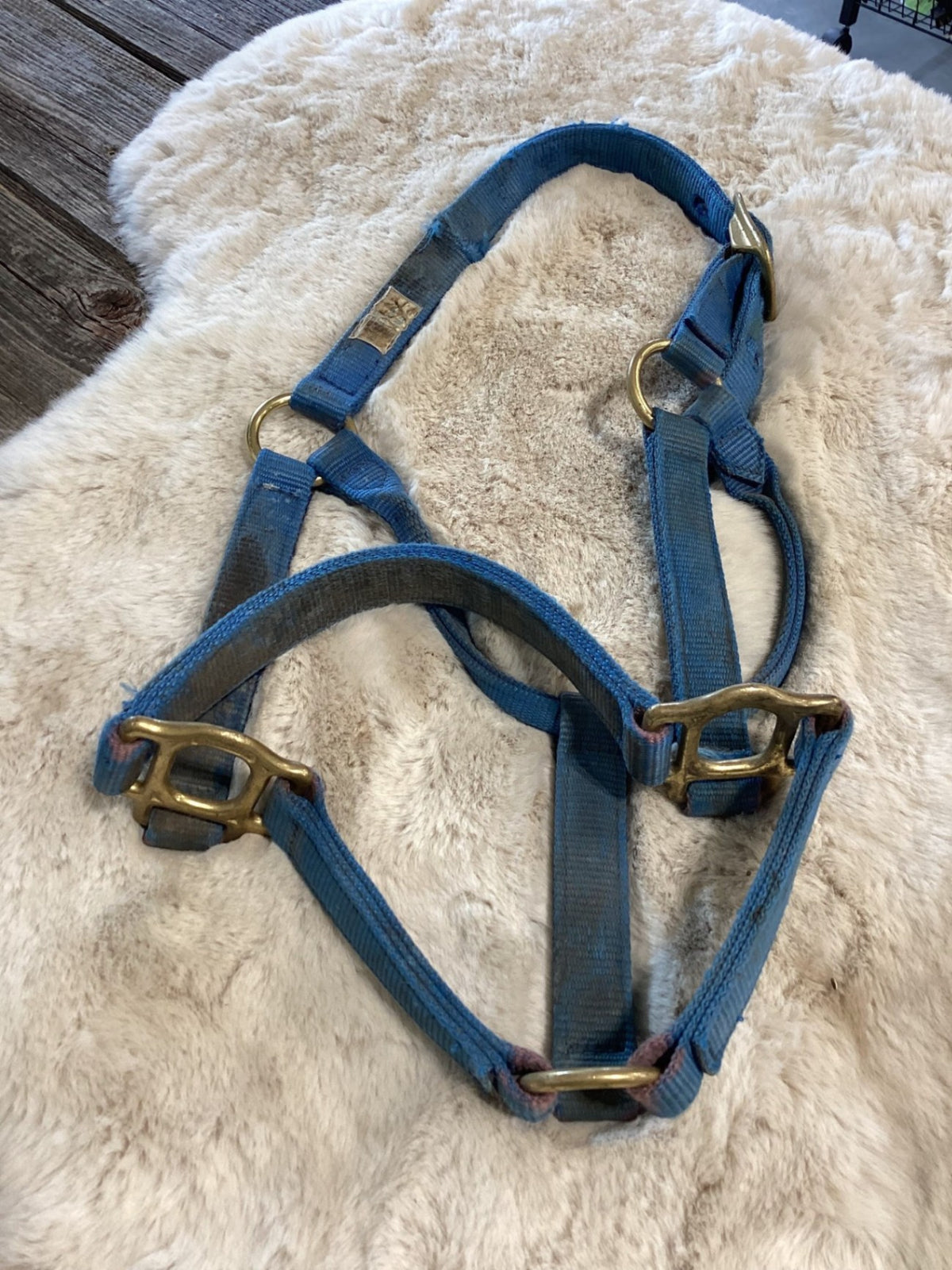 Halter – Nylon, Blue (B, Older) | Used