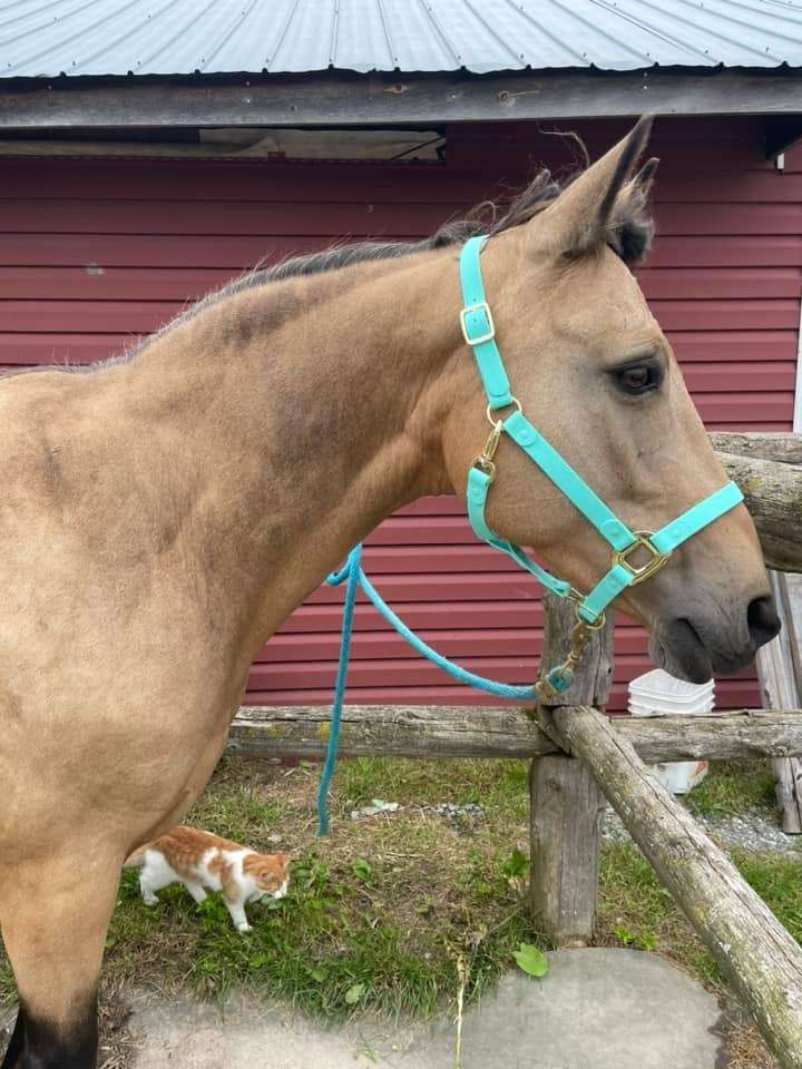 Halter – iCavalos Breakaway, Turquoise, Horse | New