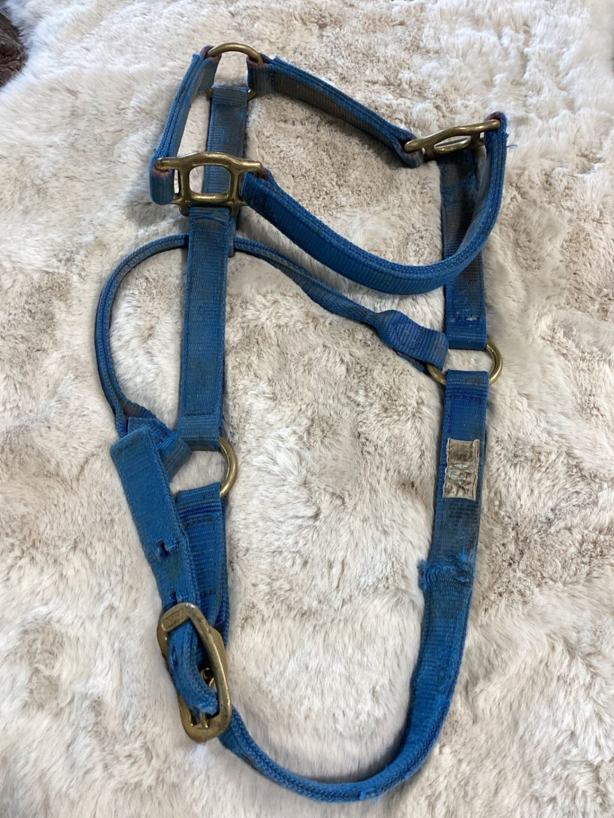 Halter – Nylon, Blue (B, Older) | Used