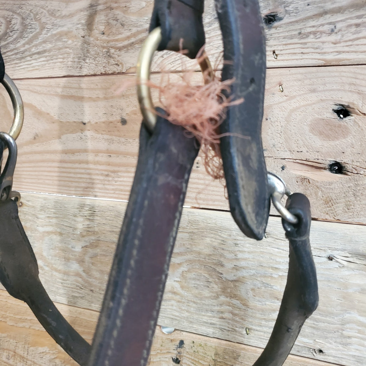 Halter – Leather (B, Broken Clasp) | Used