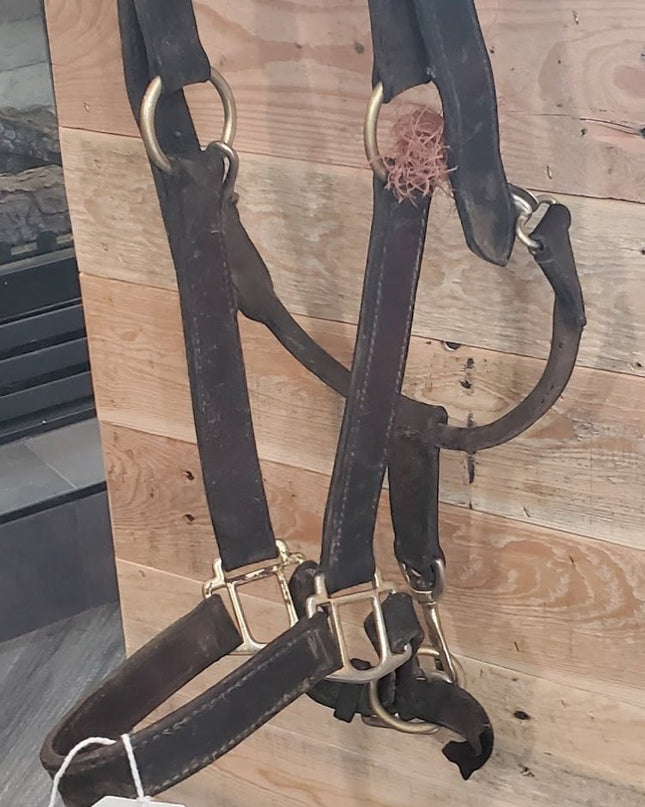 Halter – Leather (B, Broken Clasp) | Used