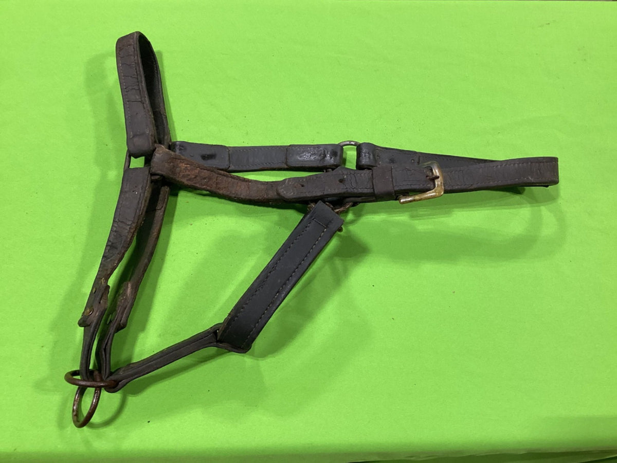 Halter – Leather, Draft Size (3 Available, Price Each) | Used